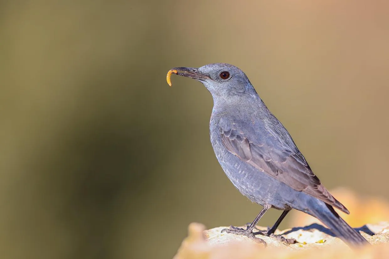 سمنة الصخر الزرقاء