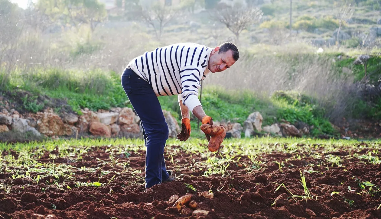 بشروش أثناء عملية قلع البطاطا
