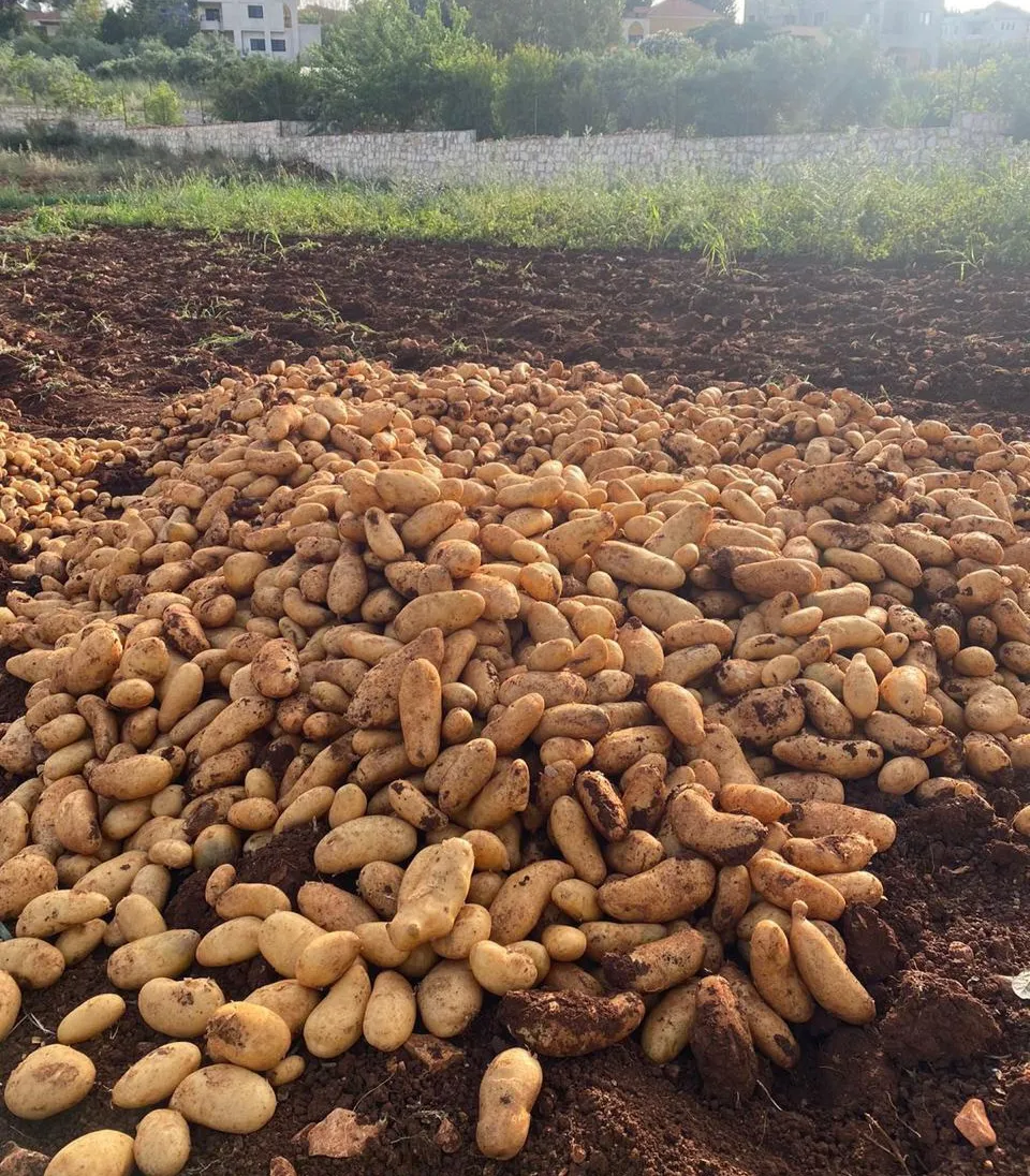 إنتاج وفير من البطاطا