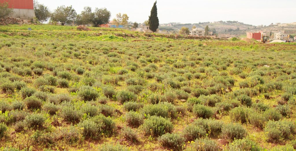 حقول زعتر في زوطر