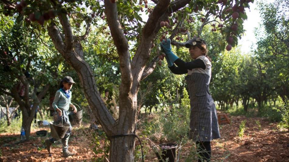 يقول أحد المزارعين: لا يوجد بستان كبير لم يُسرق بعد (Getty)