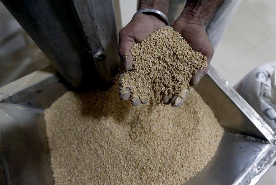 المهل القانونية تعلو على صحة الناس: قاض يسمح بإدخال قمح عفن ومسوّس إلى الأسواق!