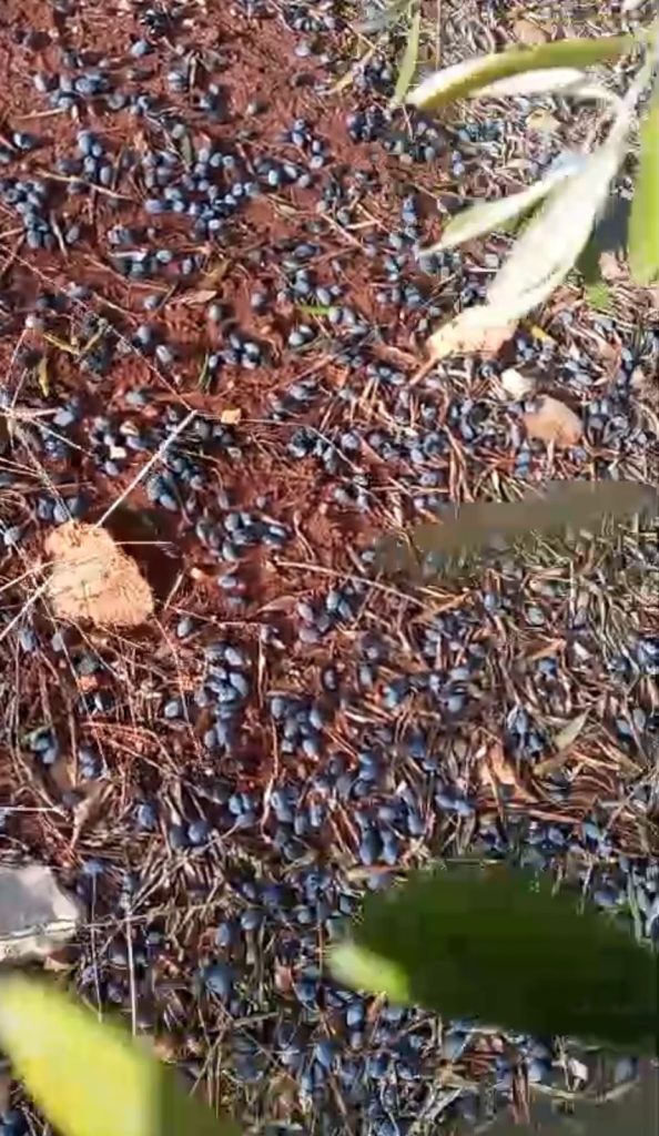 موسم الزيتون الذي تلف ولم يستطع أهالي ميس الجبل من قطافه