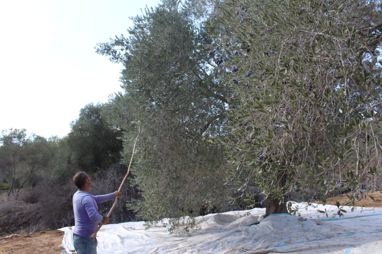 خسائر كبيرة في مواسم الزيتون جنوبًا ومزارعو القرى الحدودية ممنوعون من الوصول إلى بساتينهم