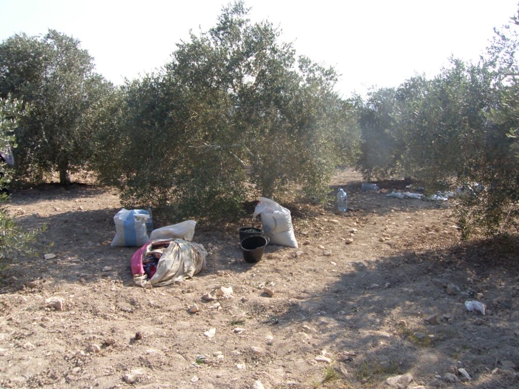 قطاف الزيتون في حولا