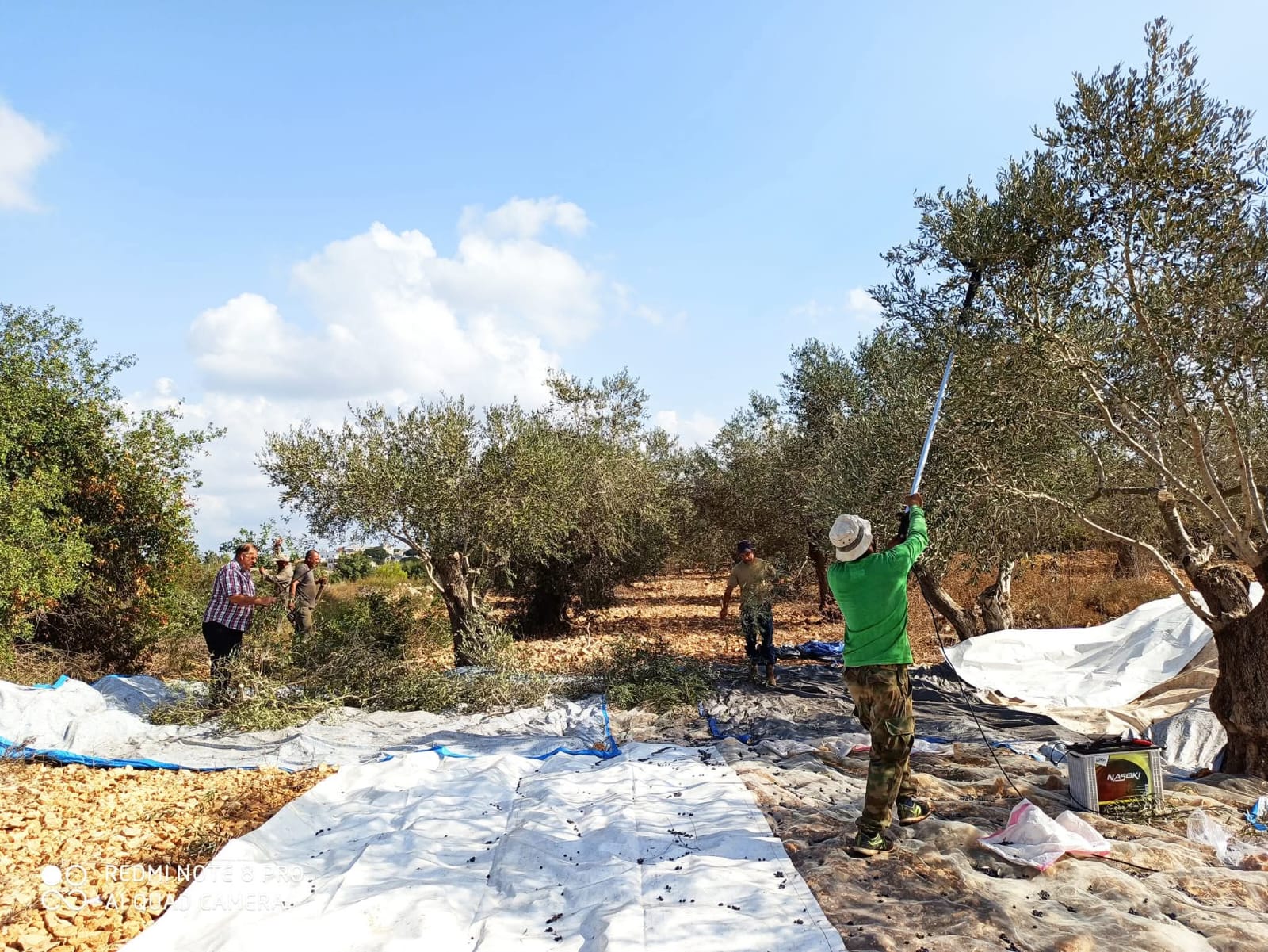 قطاف الزيتون في جنوب لبنان