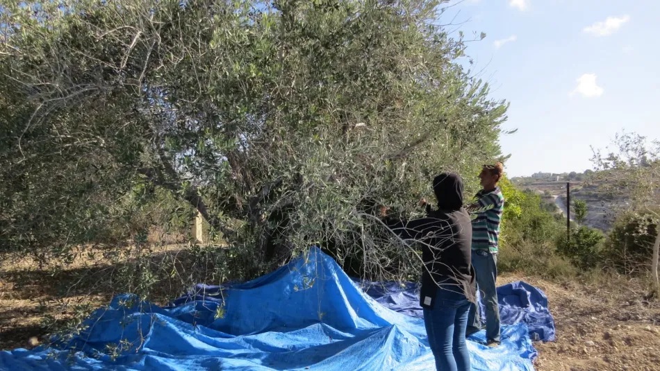 تراجع إنتاج زيتون الجنوب بشكل قياسي (المدن)