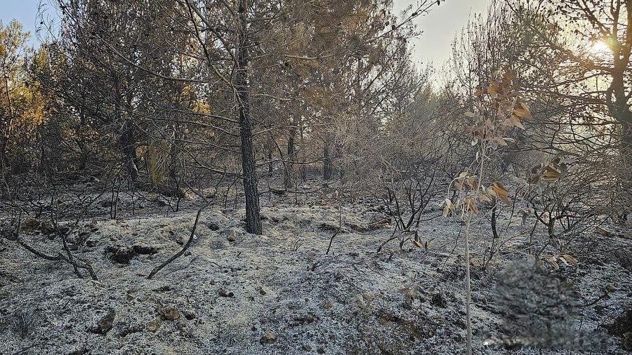 أضرار هائلة لحقت بالقطاع الزراعي في الجنوب بسبب الحرب