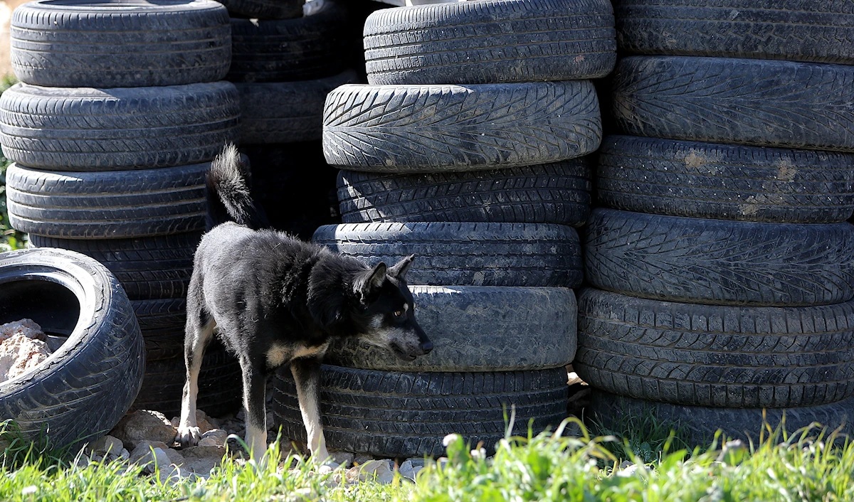 بصيص أمل ظهر في ملف مكافحة داء الكَلب، مع إطلاق مبادرة «TNVR» للسيطرة على الكلاب الشاردة عبر إمساكها وتعقيمها وتلقيحها ضدّ داء الكَلب، قبل إعادتها إلى بيئتها الطبيعية