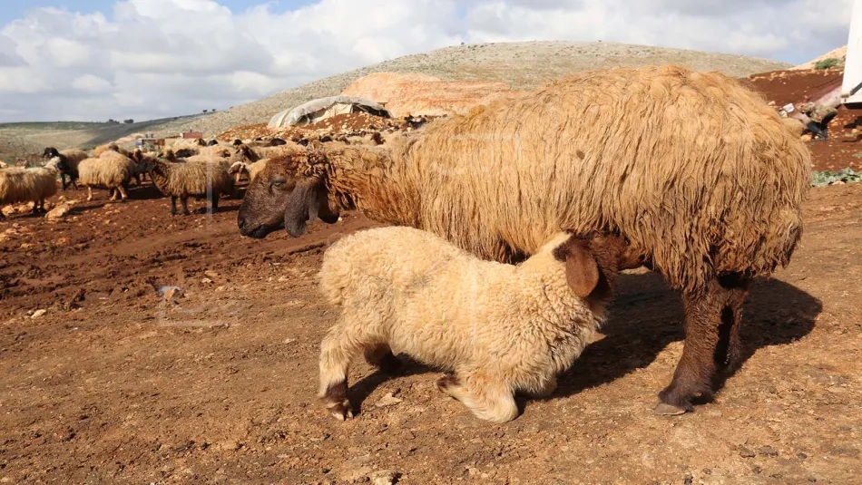 تعرض الراعي لعملية سطو مسلحة أدت إلى سلبه150 رأسًا من الماشية (عزيز طاهر)