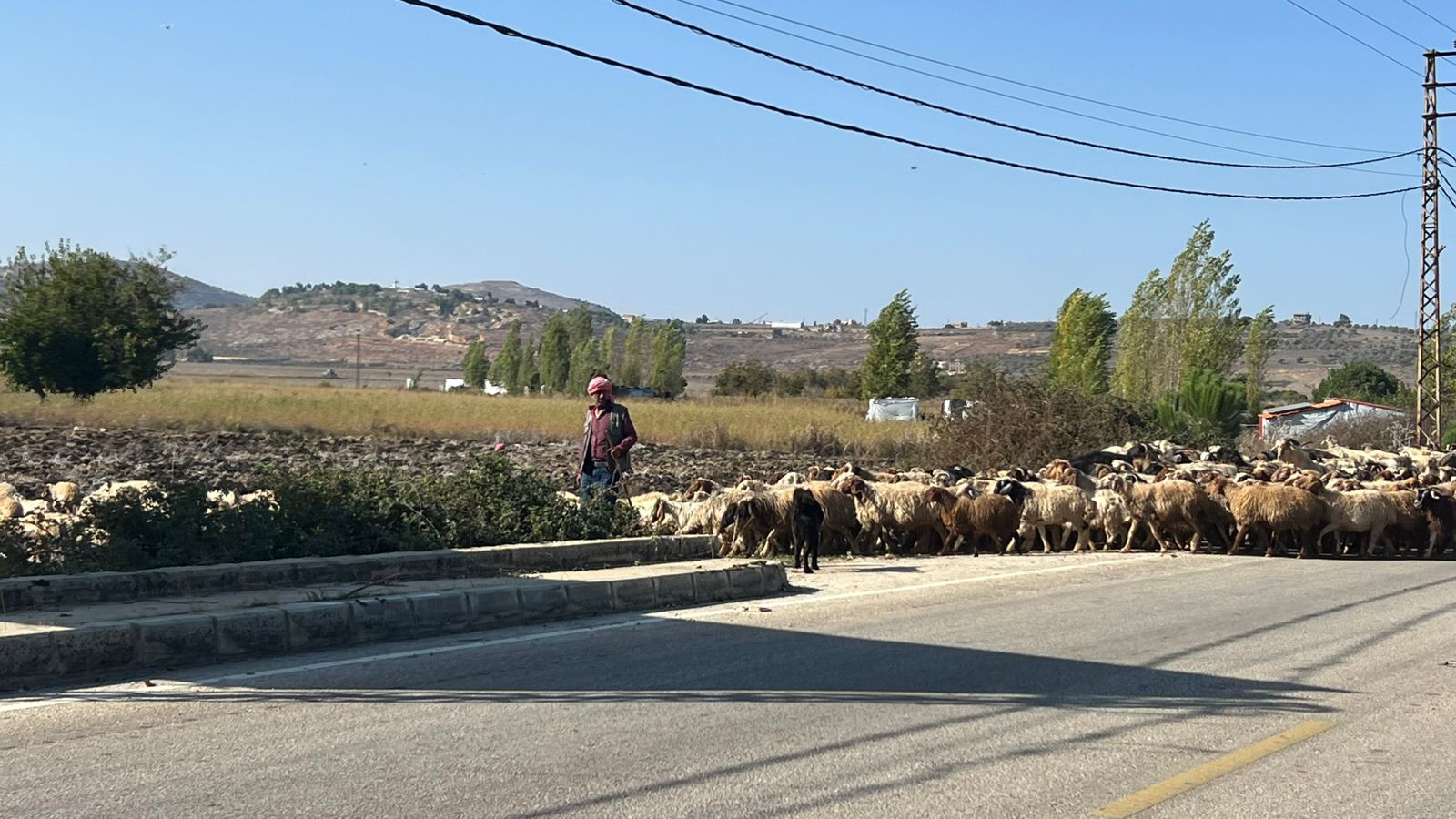 تربية المواشي باتت مهنة محفوفة بالمخاطر