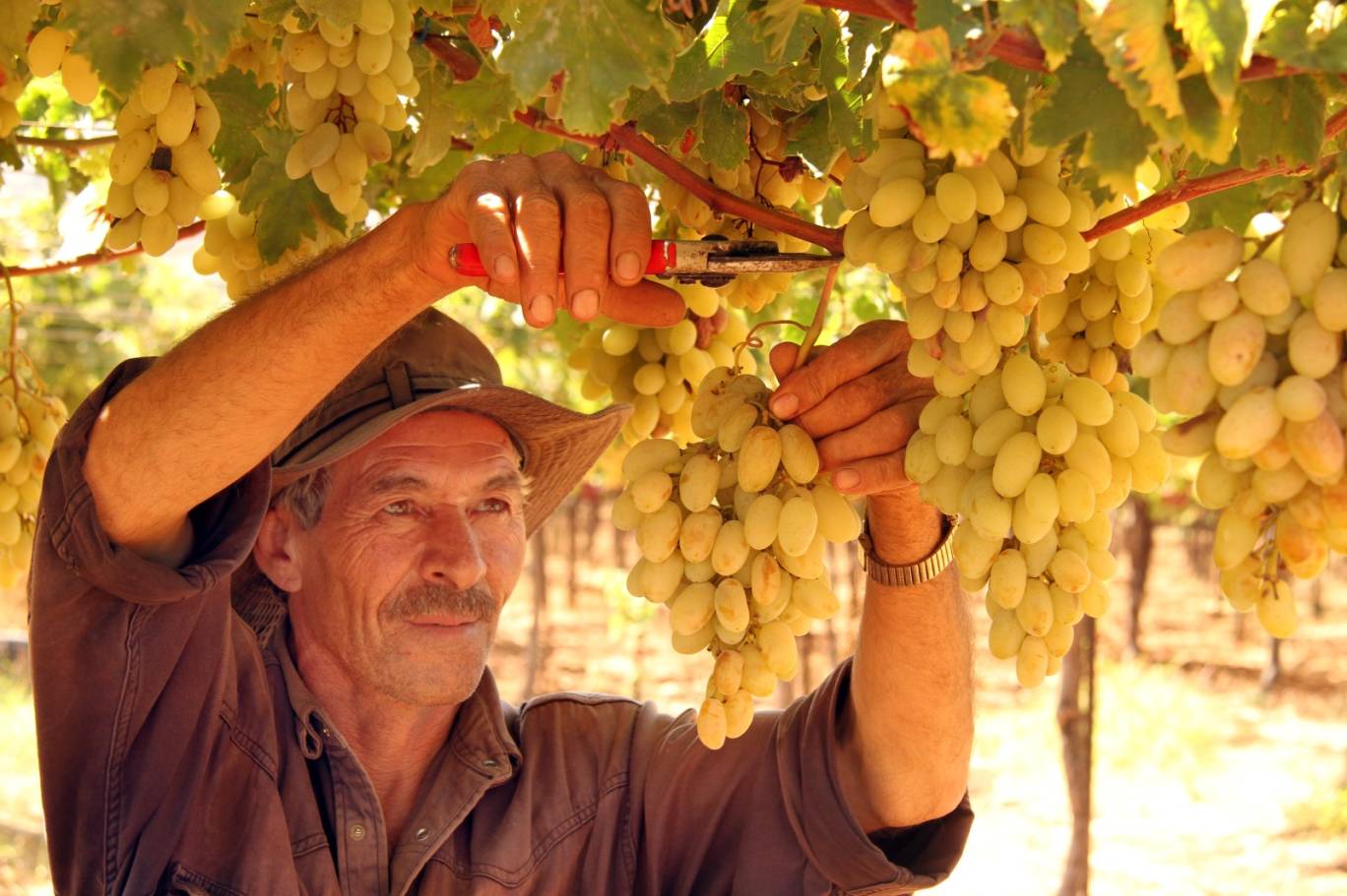 تحولت الزراعة في العقود الماضية في جنوب لبنان من عنصر إنتاج أساس إلى اقتصاد مهمل (كامل جابر - اندبندنت عربية)