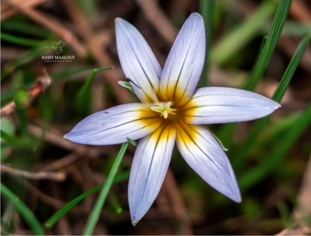 نبتة الرومولية الثلجيّة (Romulea nivalis)، نبتة صغيرة من الفصيلة السوسنيّة، متوطّنة في جبال لبنان