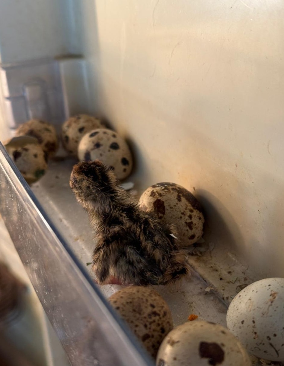 فراخ من طيور «الفرّي» في مزرعة حسين فرحات في عرب صاليم (الأخبار)