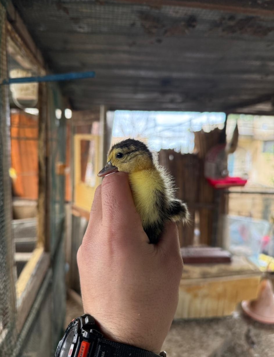 فرخ من طيور البط في مزرعة حسين فرحات في عرب صاليم (الأخبار)