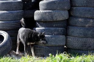 مبادرة لمكافحة داء الكَلب: 60 ألف كلب شــارد في لبنان