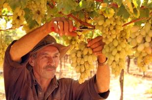 كامل جابر: أرض خضراء بلا حصاد.. هل يختفي المزارع من جنوب لبنان؟