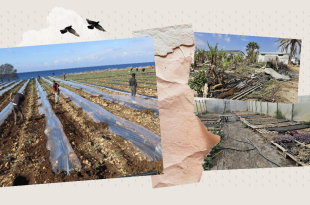 مواسم الجنوب تحت النار والمزارعون بين فكي النزوح والديون